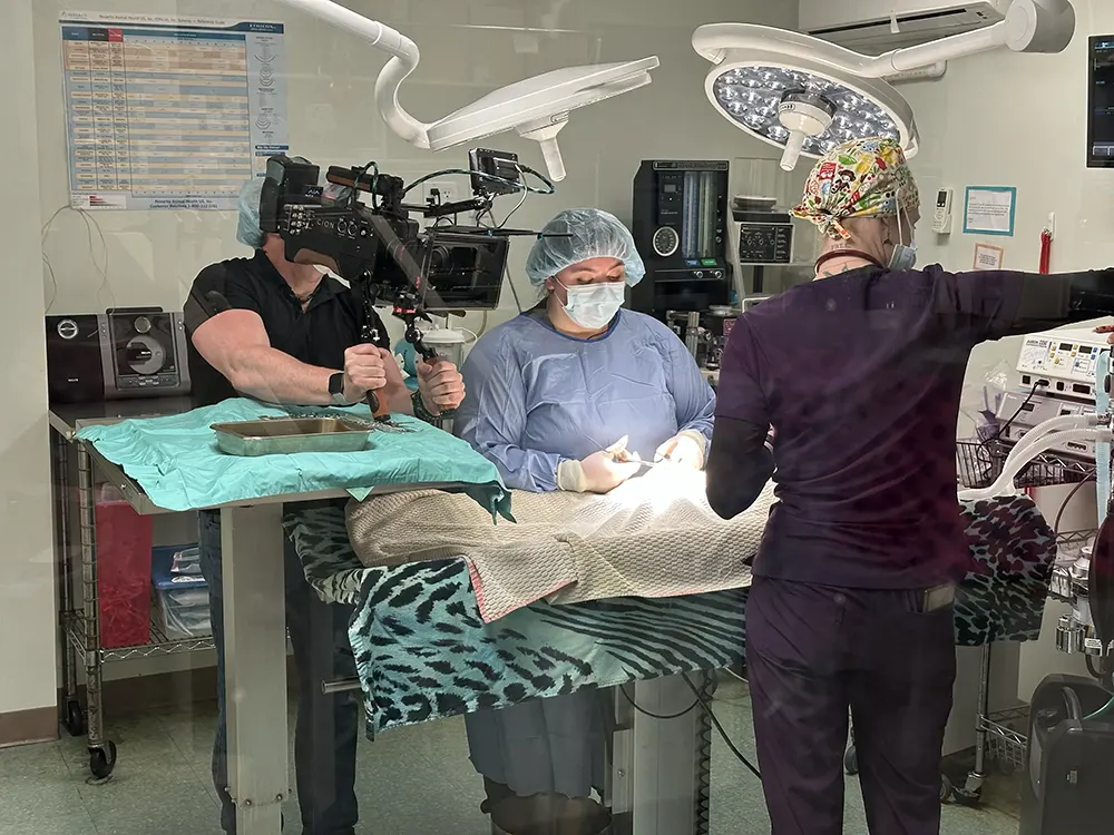 Videographer filming a veterinarian performing surgery.